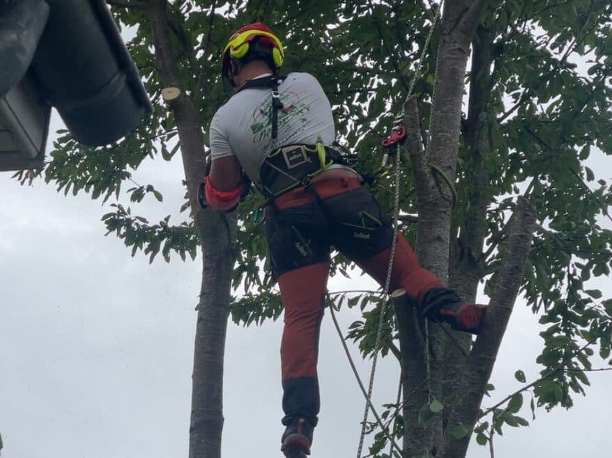 Élagueur en harnais et casque, debout dans la ramure d’un arbre, au-dessus d’une échelle