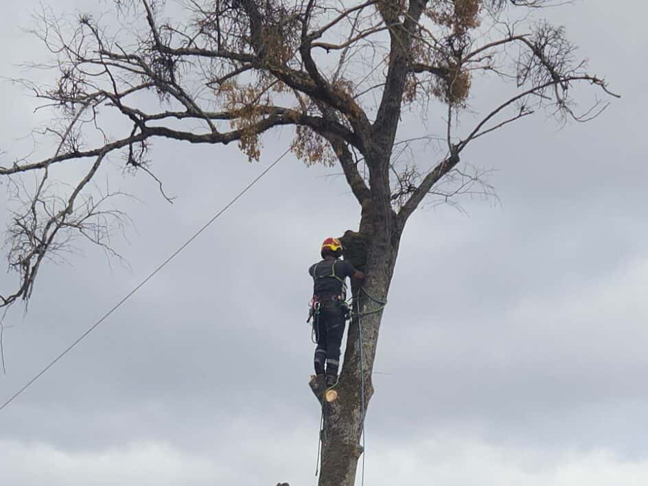 Élagueur au sommet d’un arbre mort aux branches sèches, relié à sa corde
