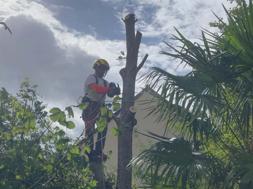 Élagueur casqué en haut d’un tronc étêté, au-dessus d’un jardin planté de palmiers