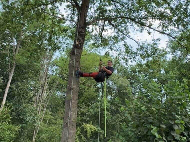 Élagueur assis dans son harnais, suspendu à sa corde à mi-hauteur d’un grand arbre