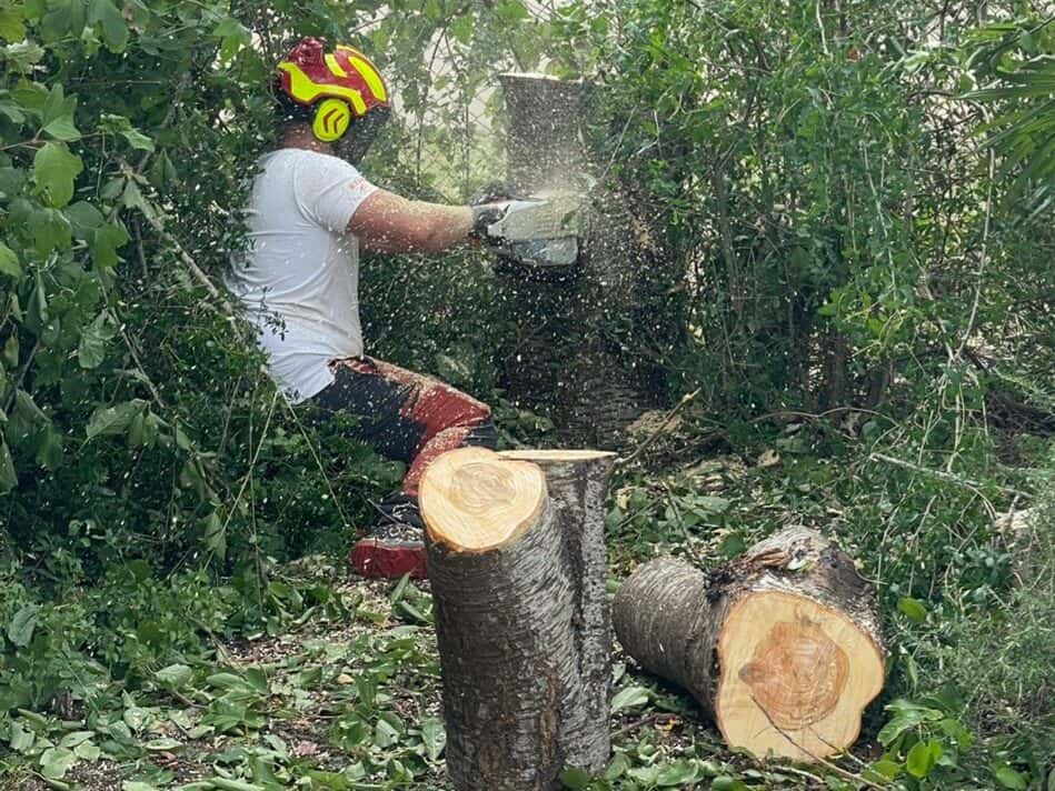 Élagueur casqué tronçonnant le pied d’un arbre, entre les tronçons déjà coupés